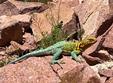 Lizard
